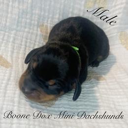 Dachshund Puppies from BooneDox Mini Dachshunds