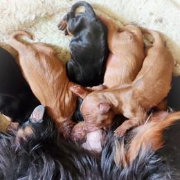 Female 1 - Ruby female Cavalier King Charles Spaniel puppy in Pennsylvania from Breezy Valley Siberians