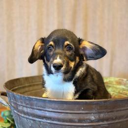 Will Byers - Black and tan male Pembroke Welsh Corgi puppy in Olathe, Colorado from Rocking LJ Breeding