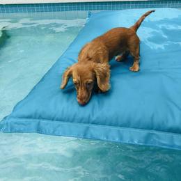 Dachshund Puppies from Meldox