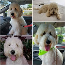 Goldendoodle Puppies from Melodies Daytona Doodles