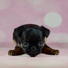 Boy 1 - Black and tan male Brussels Griffon puppy in Naples, Florida from Cougartown Kennel