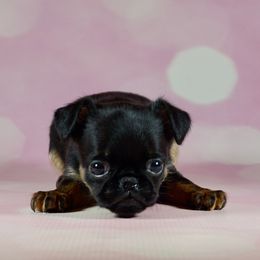 Boy 1 - Black and tan male Brussels Griffon puppy in Naples, Florida from Cougartown Kennel