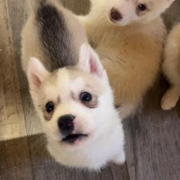 Nemo (Grey) - Delivery Available - Gray and white male Siberian Husky puppy in Mountain House, California from Limitless Huskies