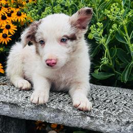 Boy 1 - blue collar - red merle - Red merle male Border Collie puppy in Minden, Iowa from Rocking N Registered Border Collies & Labradors