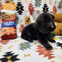 Yellow collar - Sable female German Shepherd puppy in Ramsey, Illinois from Haus-Farr German Shepherds