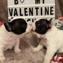 French Bulldog Puppies from Fur Royalty Frenchies