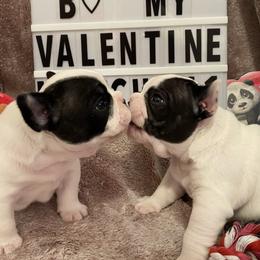 French Bulldog Puppies from Fur Royalty Frenchies