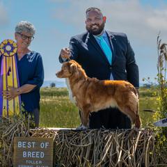 Nova Scotia Duck Tolling Retrievers from Fireball Tollers