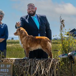 Nova Scotia Duck Tolling Retrievers from Fireball Tollers