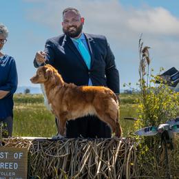 Nova Scotia Duck Tolling Retrievers from Fireball Tollers