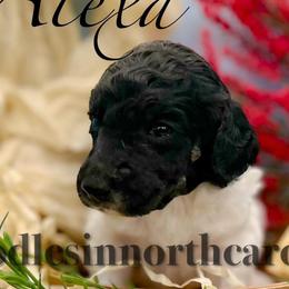 Alexa - Parti female Poodle puppy in Greenville, North Carolina from Grace Poodles