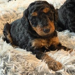 Cookie - AKC Limited - Phantom female Poodle puppy in Haines City, Florida from Noelle Poodles