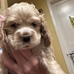 Blonde 1 blue collar----Alice - Buff male Cocker Spaniel puppy in Columbia, South Carolina from Fleur de Lis Cockers- Cuchna Cockers