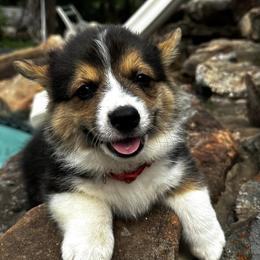 American Corgis and Pembroke Welsh Corgis from Central Texas Corgis