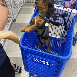 Dachshund All Grown Up from Briana's Dachshunds