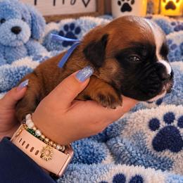 Blue - Fawn male Boxer puppy in Washington from Serenity Boxers