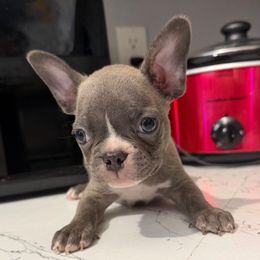 Armani - Blue male Boston Terrier puppy in Pahrump, Nevada from Lujan Ranch
