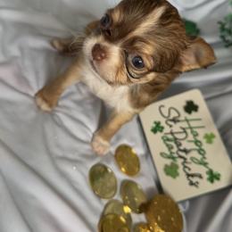 Love - Chocolate and white female Chihuahua puppy in Austin, Indiana from Dog Bones N Harmony