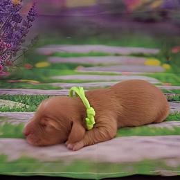 Samwise - Red male Dachshund puppy in Centerville, Georgia from Mel's LowRider Ranch