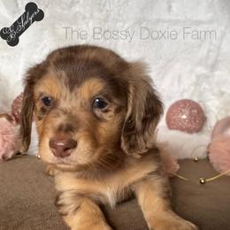 Dachshund and Miniature Schnauzer Puppies from The Bossy Doxie Farm
