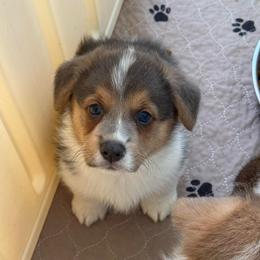 Gus - Blue male Pembroke Welsh Corgi puppy in Anderson, California from Flying K Corgis