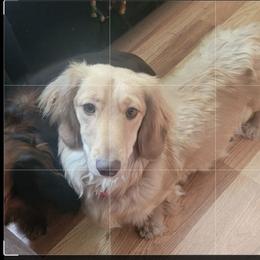 Jordan - Dachshund