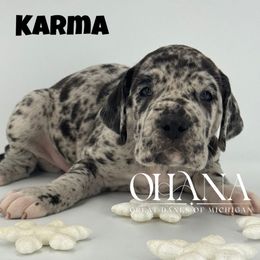 Karma - Merle female Great Dane puppy in Michigan from Ohana Great Danes of Michigan