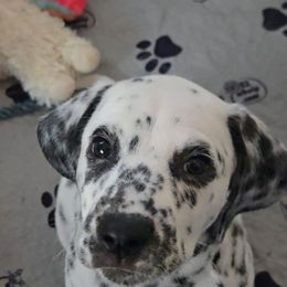 Maroon Collar Girl - White and black female Dalmatian puppy in Centereach, New York from LINY Dalmatians