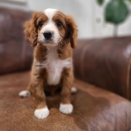 Ramsey - Red male Cavapoo puppy in Atmore, Alabama from Gulf Coast Puppies