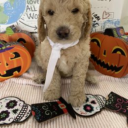 Goldendoodle Puppies from What’s Up Doodles