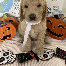 Goldendoodle Puppies from What’s Up Doodles