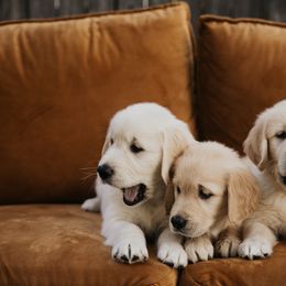 Golden Retriever Puppies from Rosemary Goldens