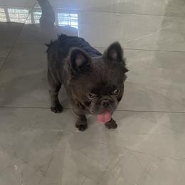 Moe - French Bulldog