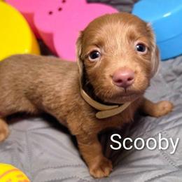 Scooby - Gray (blue) and tan male Dachshund puppy in Vacaville, California from SchmooterBabies