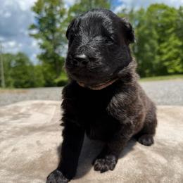 Pink AKA Stormi - Black female German Shepherd puppy in Terra Alta, West Virginia from Shepherd Country Farm and Kennels