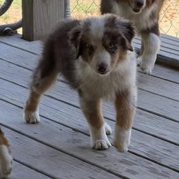 Catch - Red merle male Miniature American Shepherd puppy in Garysburg, North Carolina from Schaefer's Miniature American Shepherds