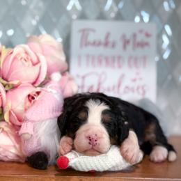 Holly - Tri-color female Bernedoodle puppy in Kilgore, Texas from Furry Tail Doodles