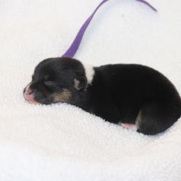 Girl 1 Purple - Black and tan female Pembroke Welsh Corgi puppy in Ville Platte, Louisiana from Flat town corgis