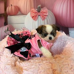 Luna - Chocolate sabled fawn female Chihuahua puppy in Gloucester, Virginia from Charlotte's Web of Chihuahuas