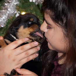 Rottweiler Puppies from Mountain High Kennels