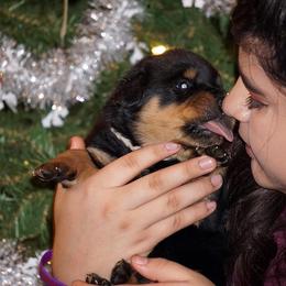 Rottweiler Puppies from Mountain High Kennels