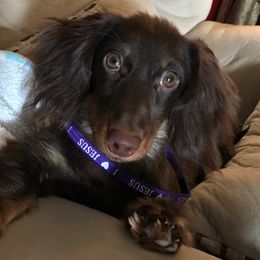 Dachshund All Grown Up from Dachshund