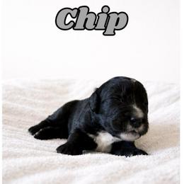 Chip - Black and white male Bernedoodle puppy in High Point, North Carolina from Kingsfield Doodles