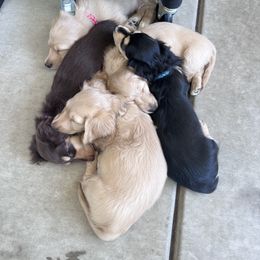 Dachshund Puppies from Delta Dachshunds