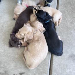 Dachshund Puppies from Delta Dachshunds