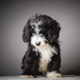 Blue Jeans - Tri-color male Bernedoodle puppy in Caldwell, Idaho from Boise Doodle Co.