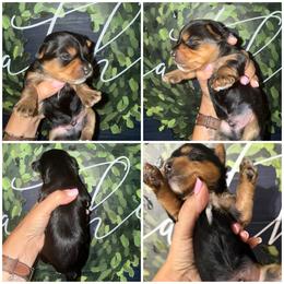 Bozeman (Bo) - Black and gold male Morkie puppy in Cleveland, Tennessee from Moody’s Morkies and More