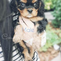 Cavalier King Charles Spaniel Puppies from Country Pups Cavaliers
