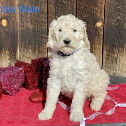 Goldendoodle and Poodle Puppies from Grand Valley Goldendoodles